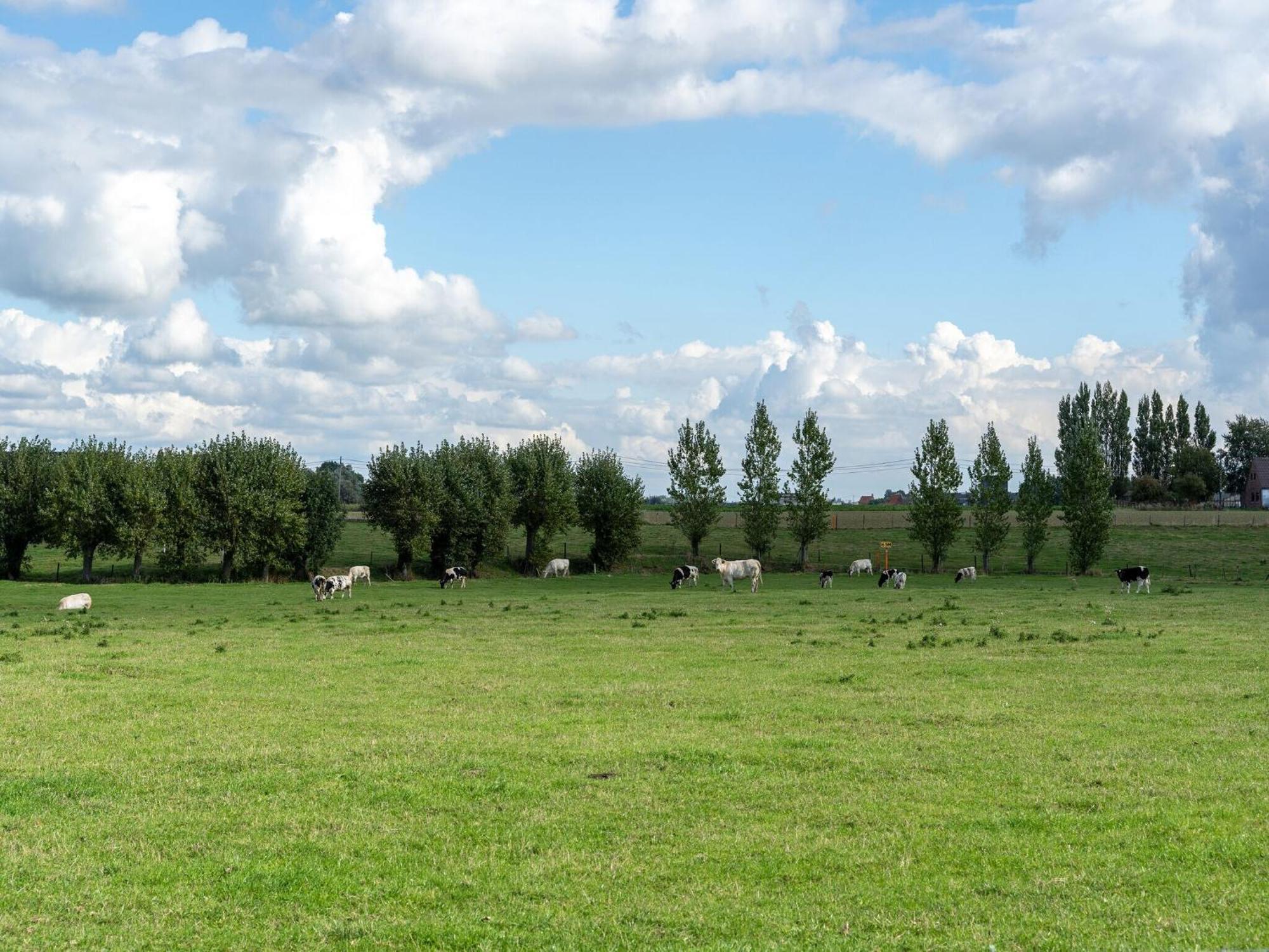 Spacious Holiday Home With Pond In Poperinge Roesbrugge-Haringe Zewnętrze zdjęcie